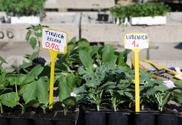 Šibenik: Bogata ponuda sadnica raznog povr?a