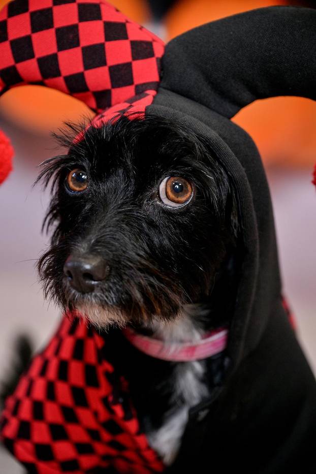 Sklonište u Dumovcu poziva na posebno jesensko udomljavanje pasa i mačaka