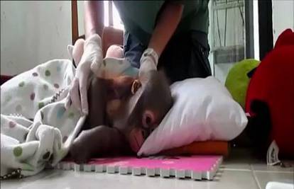 Monstrum: Malog orangutana zatočio u kavezić za kokoši