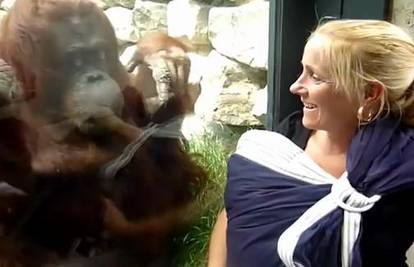 Orangutan vidio majku i bebu! Pogledajte njegovu reakciju