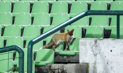 FOTO 'Lukavi' gledatelji stigli na Koševo i bodrili BiH igrače...