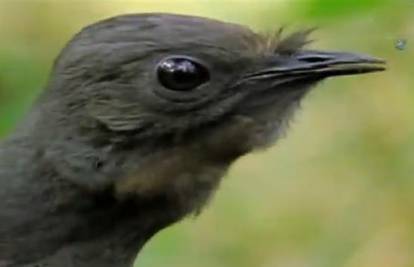 Fantastična ptica oponaša zvukove iz svoje okoline