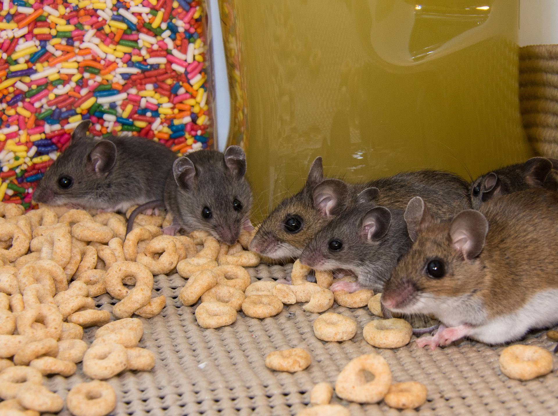 Ovo je sigurni pokazatelj da su vam se miševi 'uselili' u dom