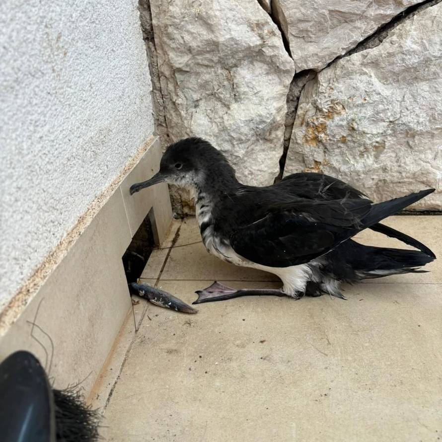 FOTO Na Lastovu spasili rijetku pticu: 'Ptić se izlegao iz jajeta koje nesu jednom godišnje'