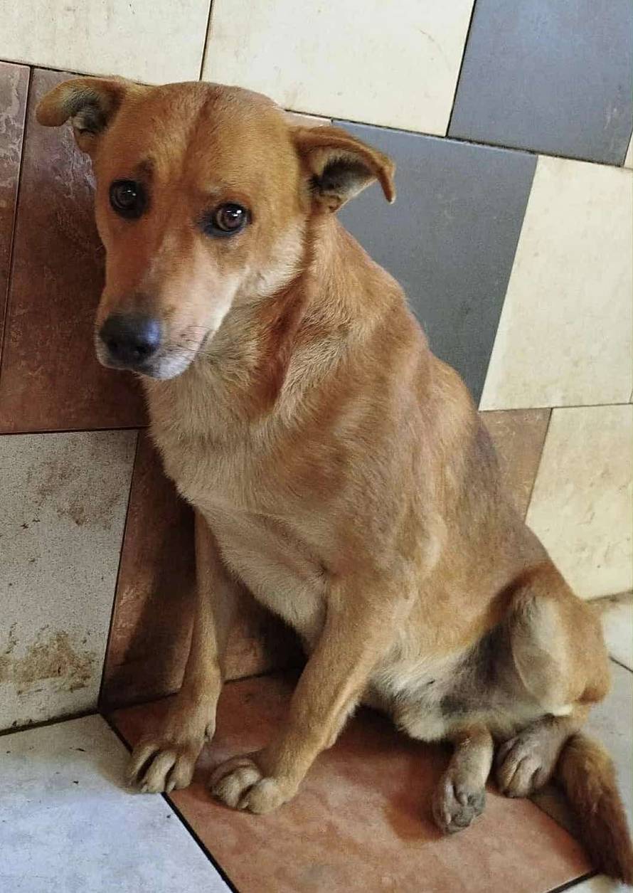 Iz romskog naselja u Međimurju spasili 37 pasa: 'Bez nadzora tu lutaju, a mačke ni ne prežive...'