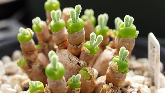 Japanci 'poludjeli' za slatkim zečićima koji rastu u teglama