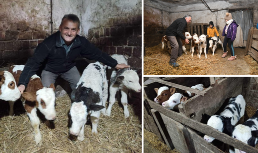 Rijedak fenomen kraj Bjelovara! Četiri krave dobile su blizance