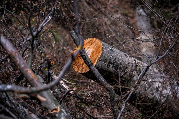 Zagreb: Posljedice olujnog nevremena na Sljemenu