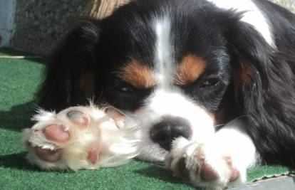 Cavalier King Charles španijel: Svestrani pas idealan za stan!