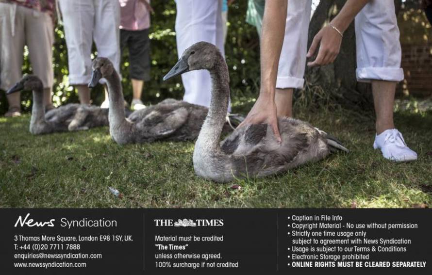 News Syndication/PIXSELL