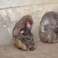 Svijet odahnuo: Malog Puncha kon&ccaron;ano zagrlio drugi majmun