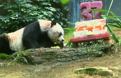 Najstarija svjetska panda: Uz ledenu tortu slavila rođendan