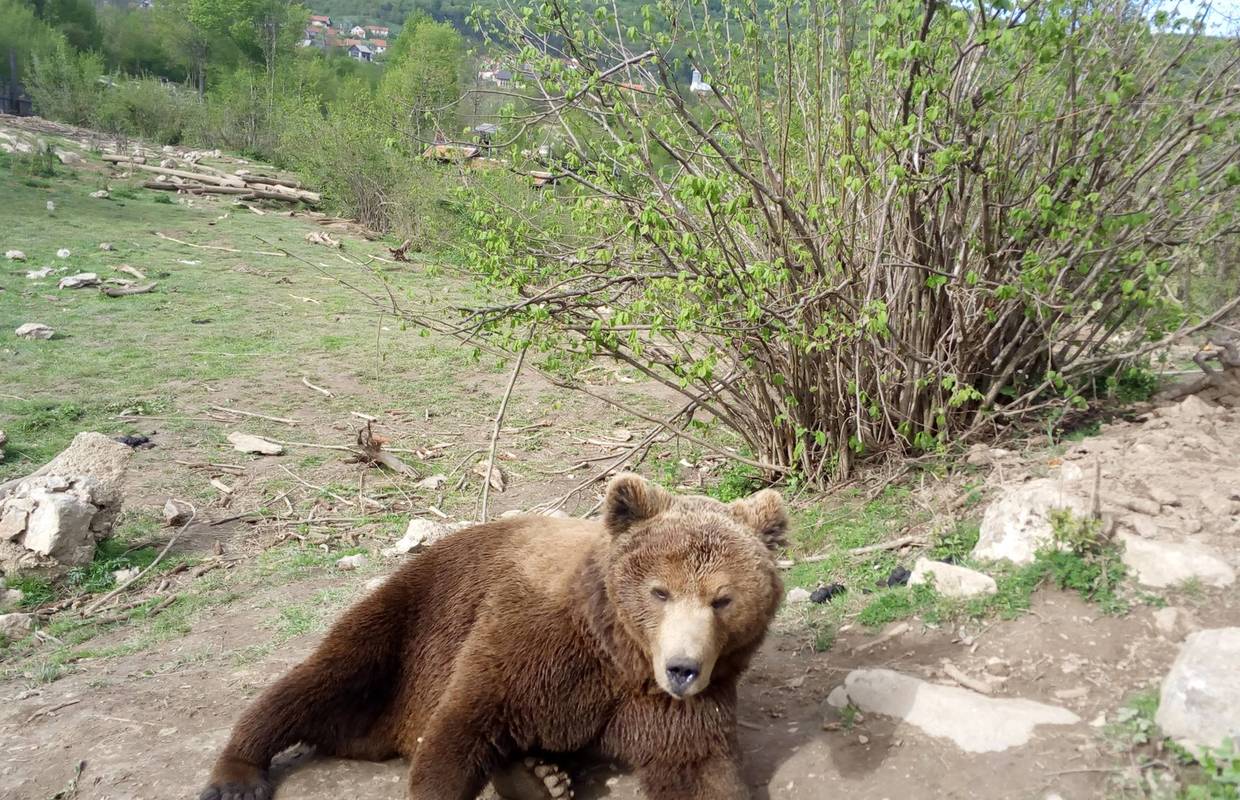 Mladi medo u Kuterevu nakon doručka odmorio je na travi