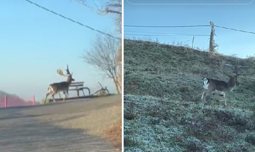 VIDEO Jelen u šetnji Šestinama: 'Povremeno preskoče ogradu, žive u Predsjedničkim dvorima'