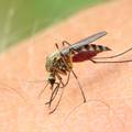 Odlični trikovi kako zaustaviti svrab nakon ugriza komarca