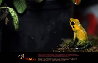 Male, ali ubojite novosti: Zlatna otrovna žaba "živi" je otrov