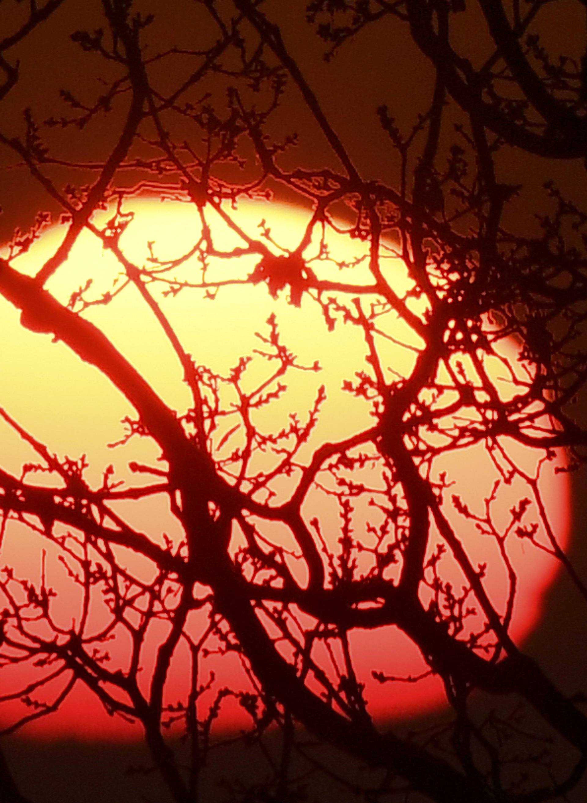The sun sets behind tree branches in south west London