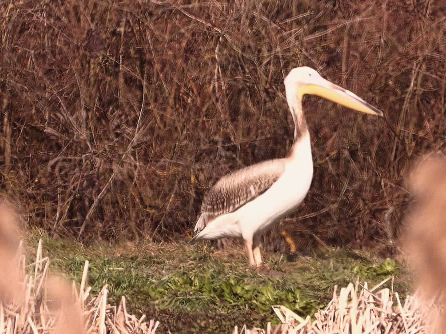 Na slavonski ribnjak sletio je pelikan!: 'Oni u Hrvatskoj nisu viđenih posljednjih 100 godina'