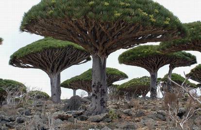 Neobičan otok Socotra zarobljen je u pretpovijesti 