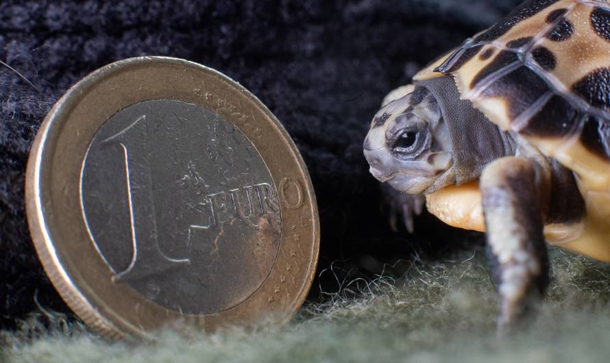 Madagascan spider turtle at Hannover Zoo