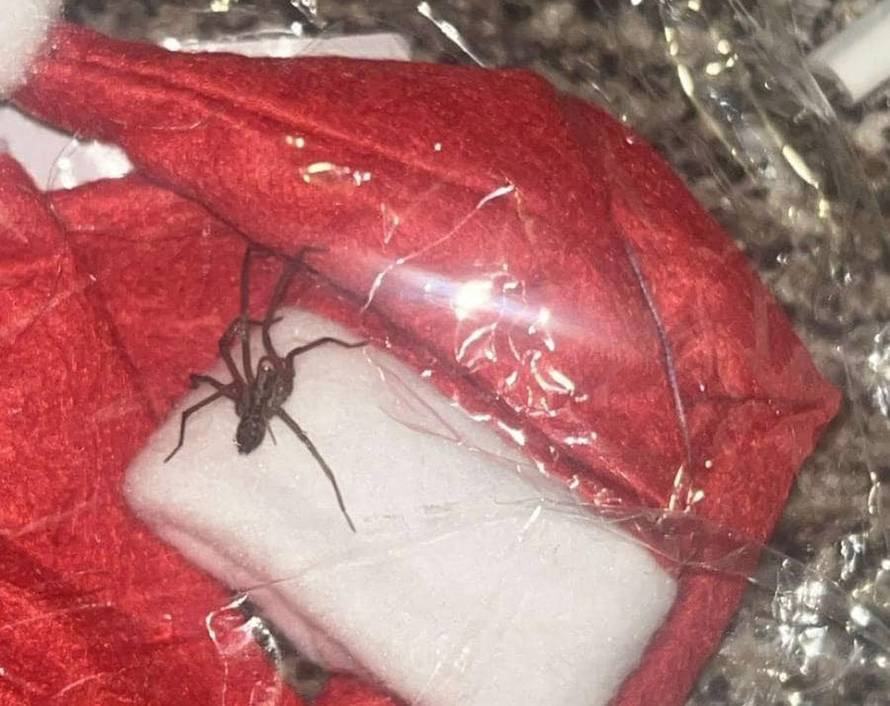 VIDEO: Horrifying moment nurse finds huge spider in Shein parcel
