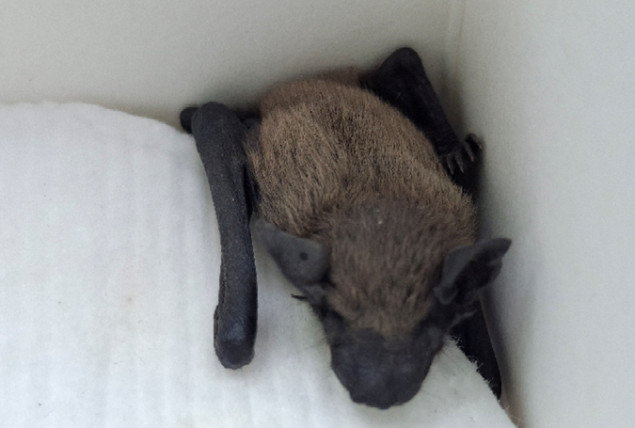 FOTO U šest mjeseci iz Dumovca imali 1075 intervencija: 'Bilo je tu pitona, ježeva, sova...'