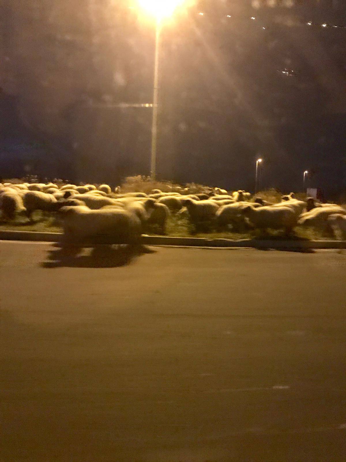 Pustite meeee: Ovce kod IKEE idu u šoping, a pastira nigdje...