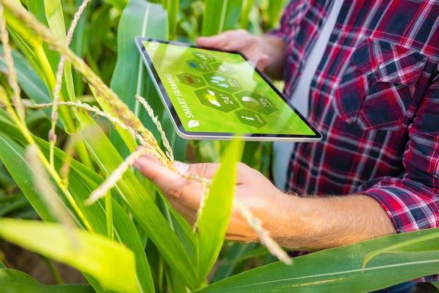 Farmer,In,Corn,Field,Using,Digital,Tablet,For,Smart,Farming