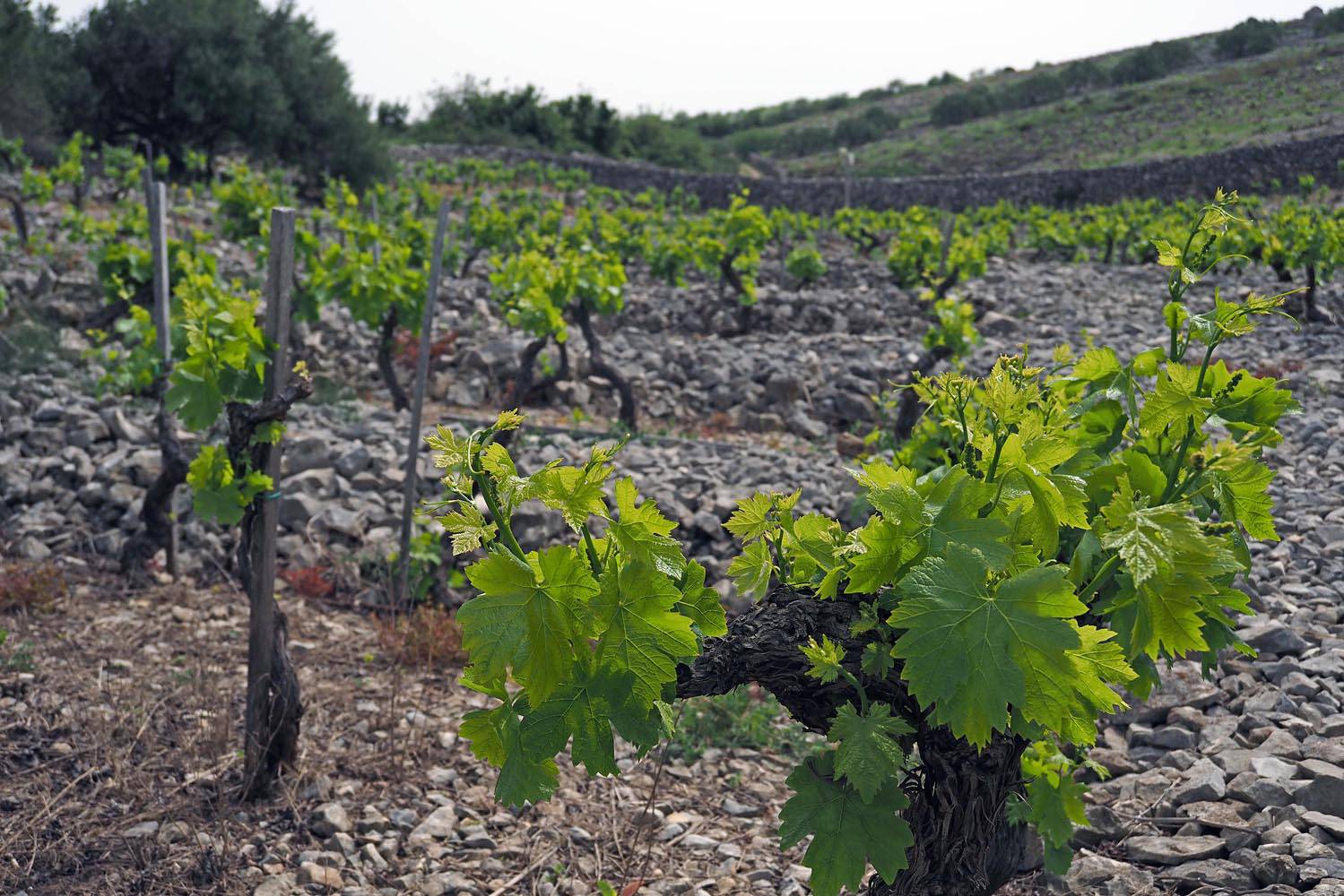 Dani otvorenih kušaonica u Šibeniku oduševili eno-gastro ponudom zaljubljenike u vino