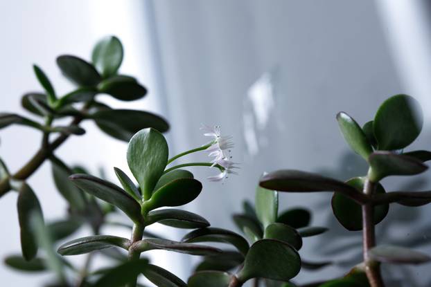 The money tree is blooming. Crassula ovata Bonsai style. Ornamental plant for home.
