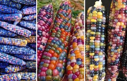 Izgledaju poput dragulja: Ljudi poludjeli za šarenim kukuruzom