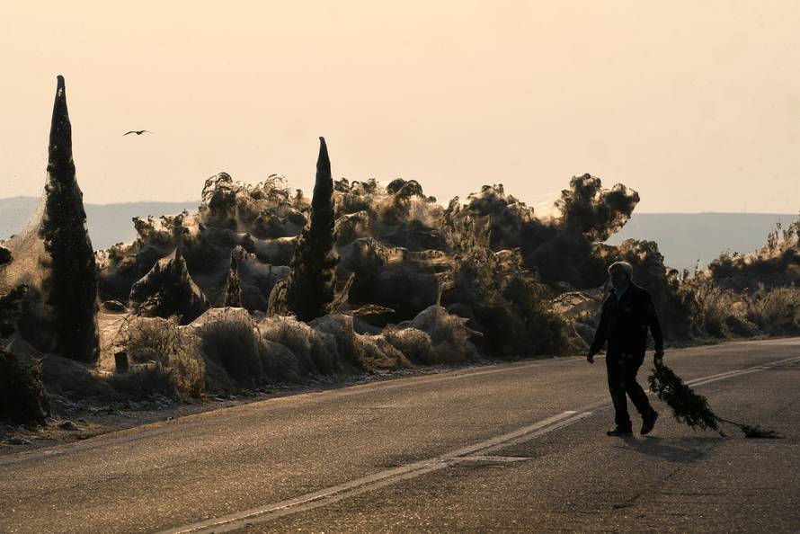 A man carries a branch as spider webs blanket shrubs at the banks of Lake Vistonida