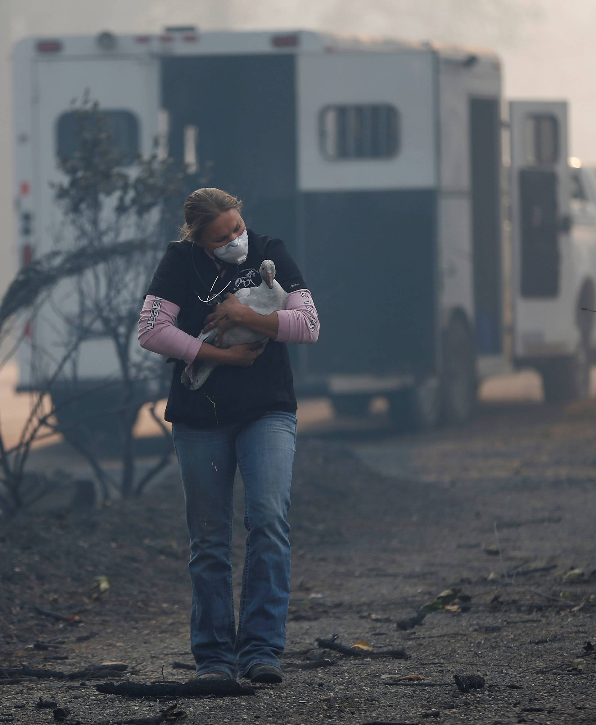 Equine veterinarian Jesse Jellison carries an injured goose to a waiting transport during the Camp Fire in Paradise