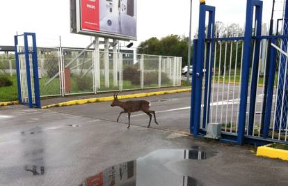 Bambi zalutao na parkiralište: U šumu ga vratio lokalni lovac