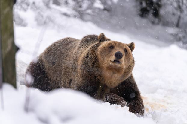 Medvjedi u Kuterevu uživaju u snijegu, zimski san još će malo pričekati