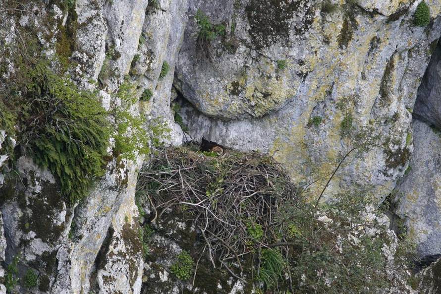 Park prirode Učka dobio novog stanara -  malenog surog orla