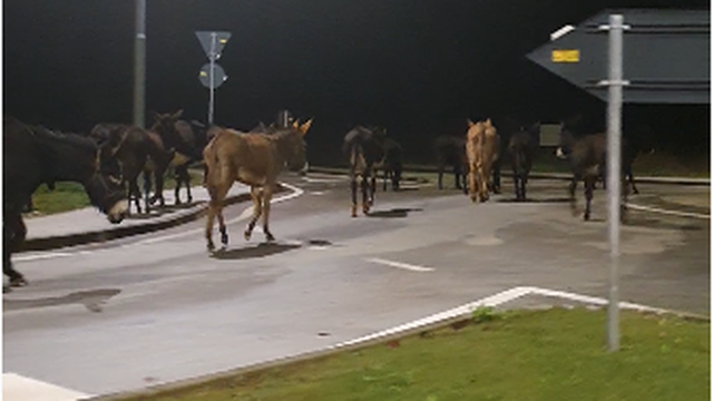 Kakav prizor! Odbjegli magarci i jedan konj u šetnji po Istri