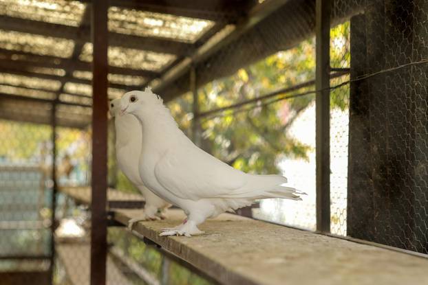 Vukovarac Zlatko Menges uzgojio je pasminu vukovarske golubice mira