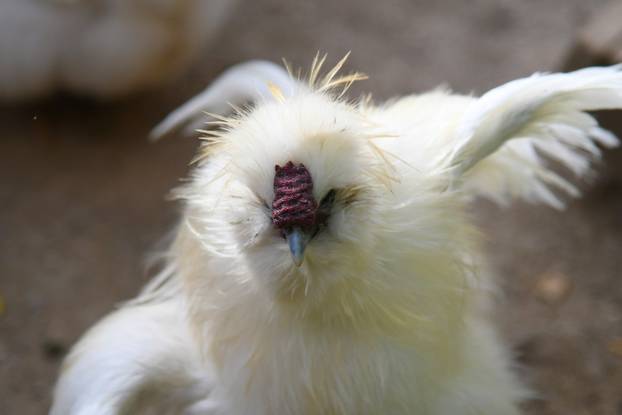 Neobične kokoši u Zvijercima kod Bjelovara nesu jaja u raznim bojama