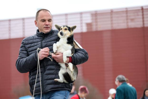 Izložba pasa svih pasmina ispred shopping centra Westgate City u Zaprešiću