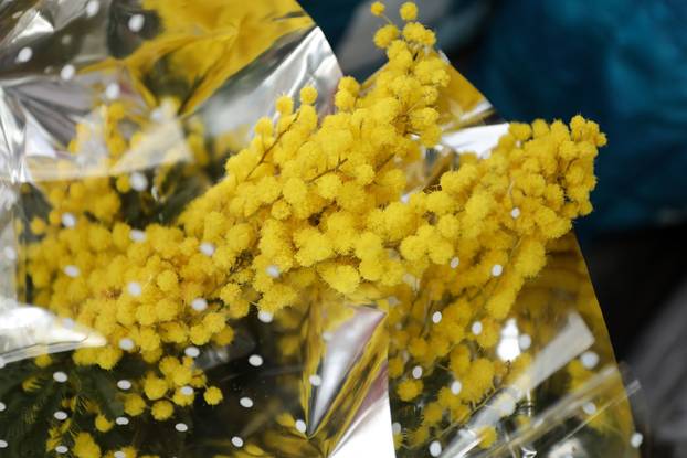 Mirisi proljeća: U Zagrebu na ulici prodaju tulipane i mimoze