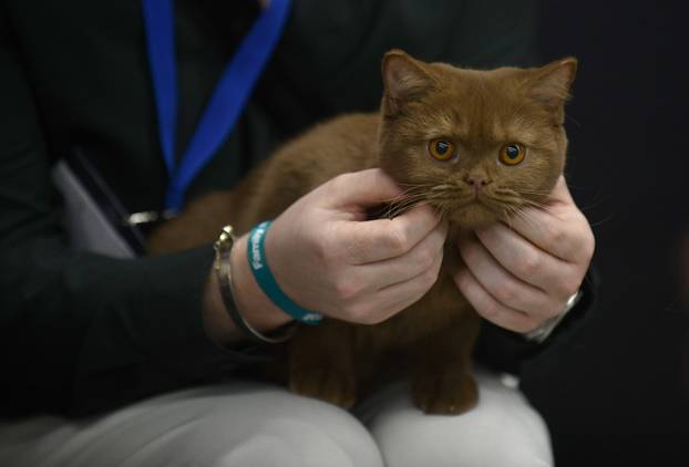 Zagreb: Međunarodna izlozba mačaka privukla brojne posjetitelje u Family Mall