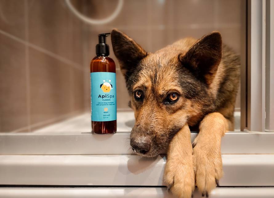 Apipet: Hrvatska inovacija za ljubimce jedinstven je proizvod u svijetu, a koriste ga i Japanci