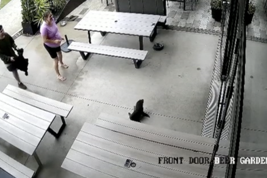 Mali tuljan u Novom Zelandu