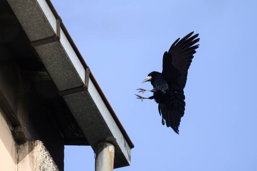 24sata Zagreb: Stanari zgrade u Španskom koji se žale da imaju desetak gnijezda vrana