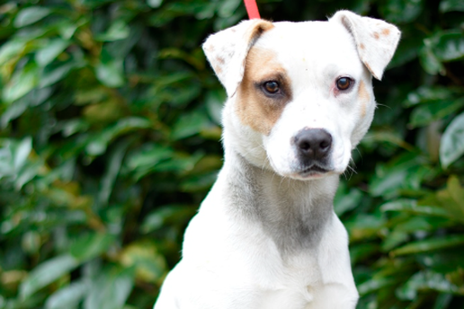 Pas Beba tra&zcaron;i svoju avanturisti&ccaron;ku obitelj!