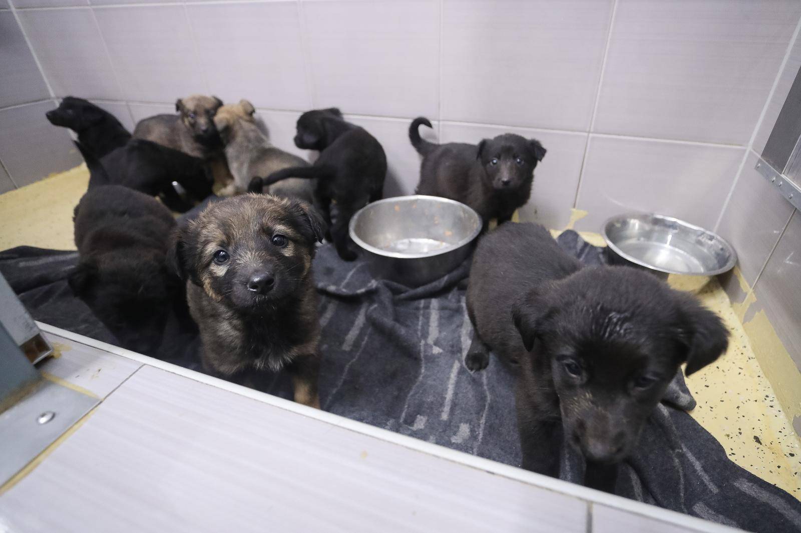 Ostavili ih u kutiji: 11 slatkih štenaca traže novi i topli dom
