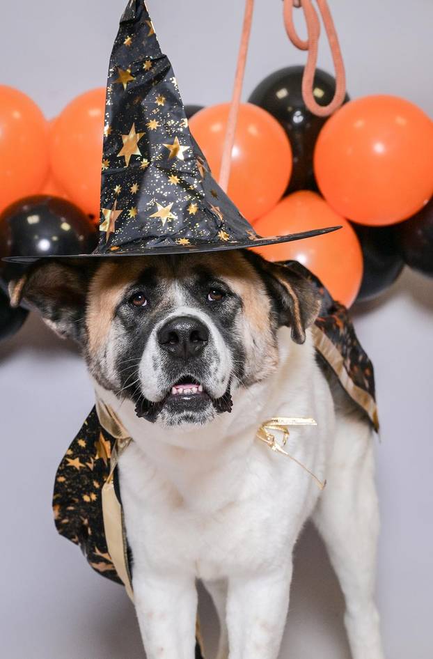 Sklonište u Dumovcu poziva na posebno jesensko udomljavanje pasa i mačaka