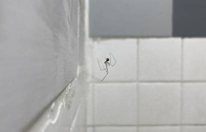 Ako imate puno paukova u kupaonici, riješite se ove navike