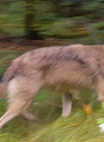 Run-away wolves in the Bavarian Forest